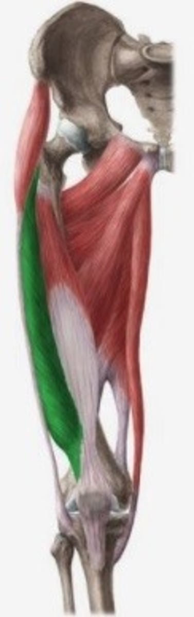 <p>O: labium laterale van linea aspera</p><p>V: vezels draaien langs lateraal</p><p>I: retinaculum patella laterale</p><p>tuberositas tibiae</p><p>(Laterale rand patellae en condylus lateralis tibiae)</p><p>Inn: N. femoralis (L2-L3-L4)</p>