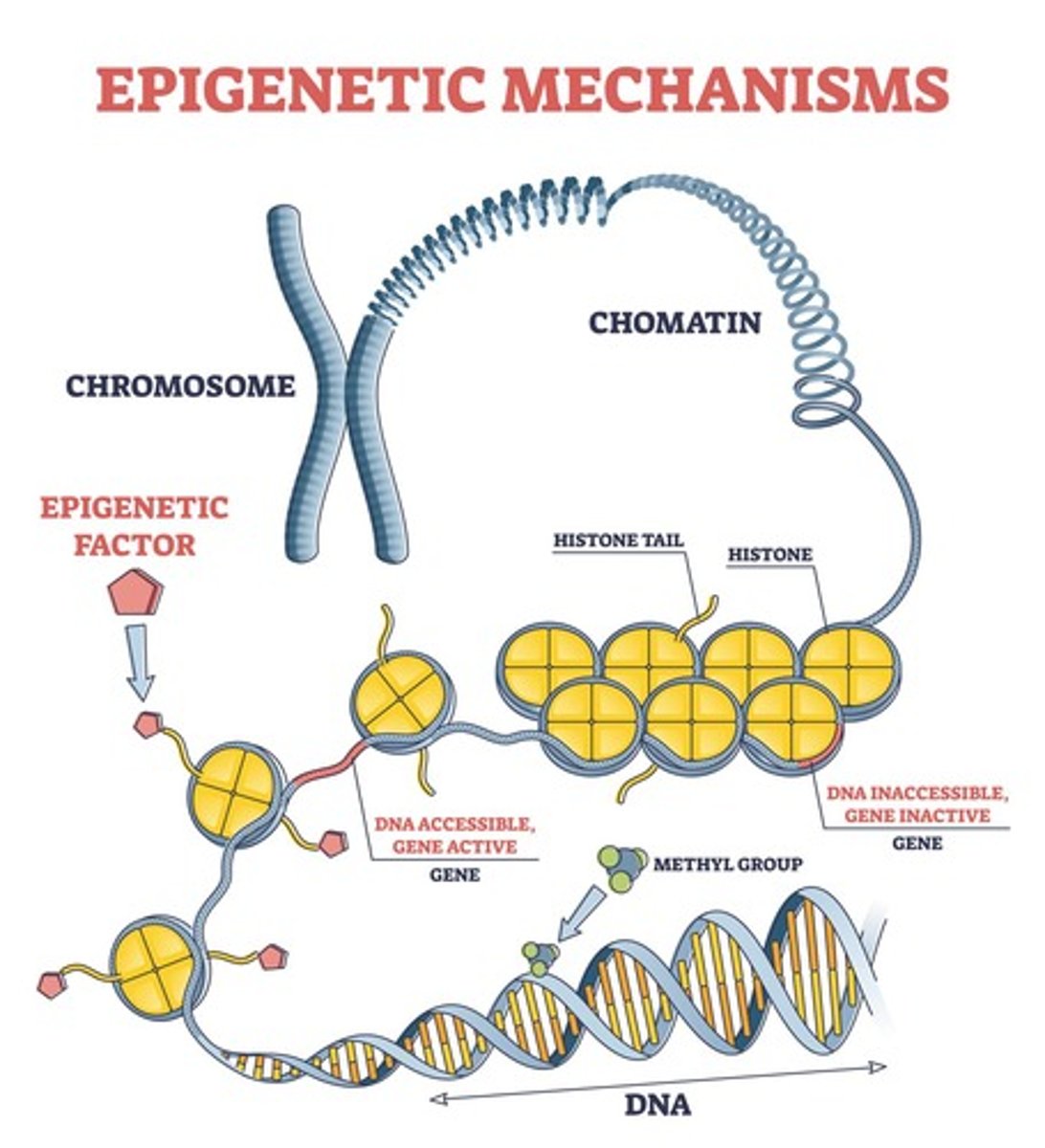 <p>The addition of methyl groups to DNA that causes chromatin to condense, reducing transcription.</p>
