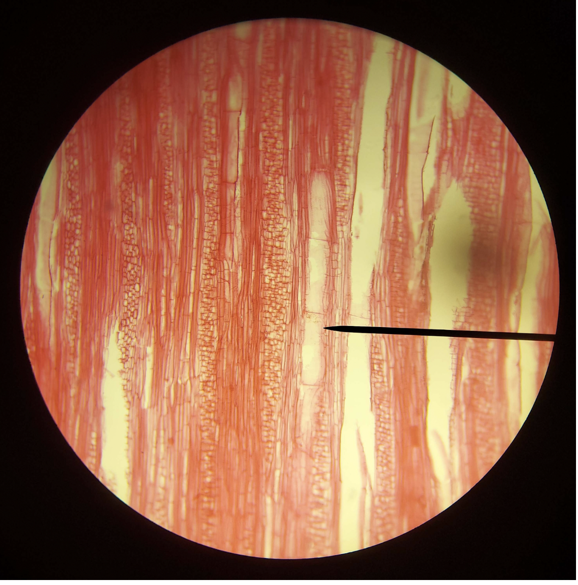 <p>Tissue</p><p></p>