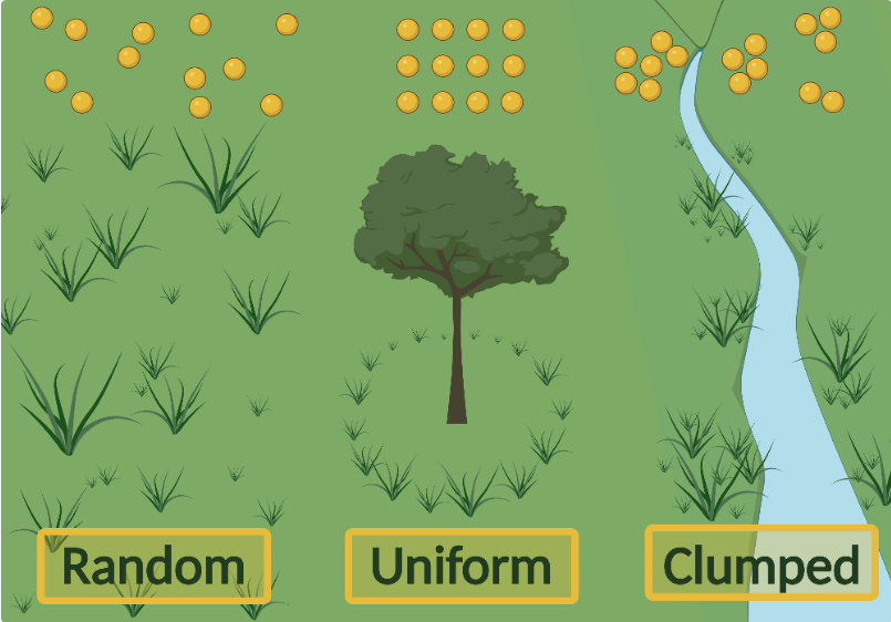 <p>Most common type:</p><ul><li><p>organisms may be clumped as a defence against predators, or in hunting packs/social groups, or because their resources are localised (e.g. wate hole)</p></li></ul><p></p>
