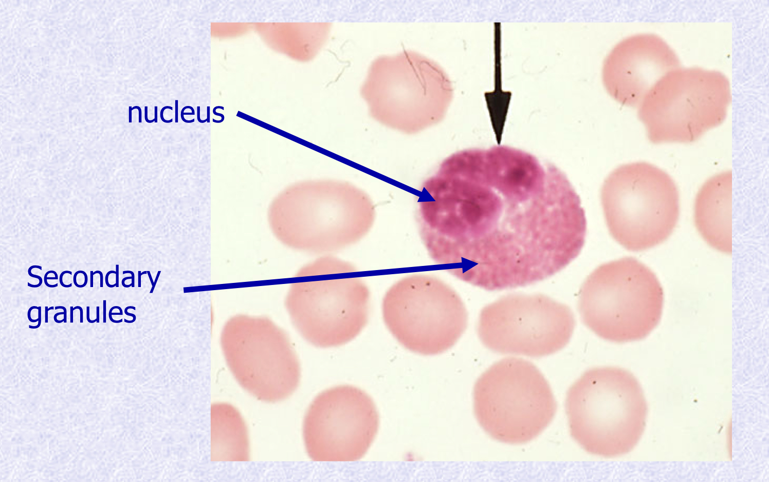 <p>What cell type is shown?</p>