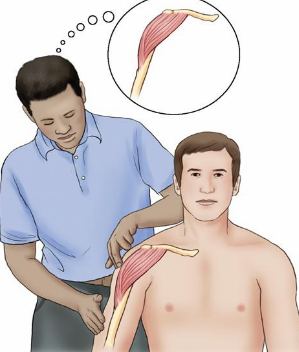 <p>To feel or examine by touch, used to identify different textures and densities of structures.</p>