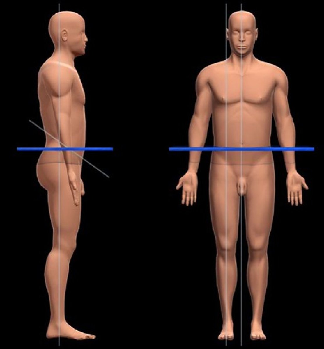 <p>Divides the body into superior and inferior parts</p><p>Also known as a Horizontal Plane or a Cross Section.</p>
