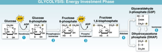 <p>Glyceraldehyde 3-phosphate (G3P)</p>