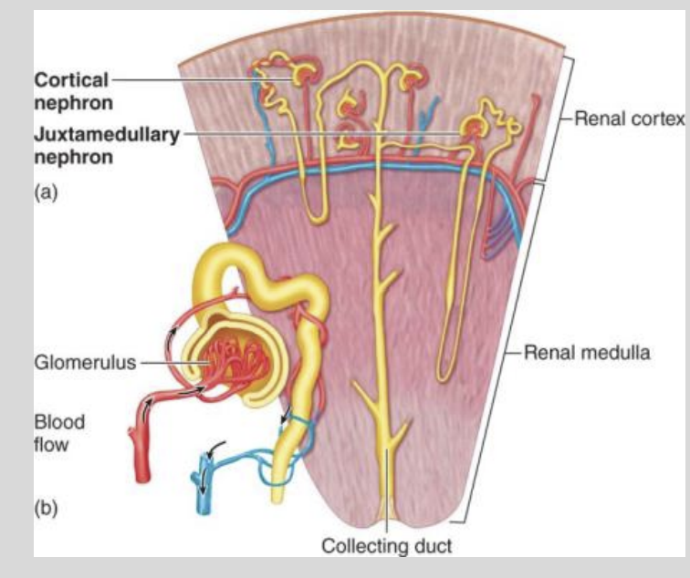 <ul><li><p>Medullary Tissue of the Kidney</p></li></ul><p></p>