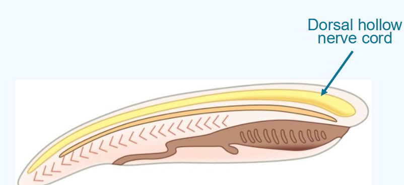 <ul><li><p>lies dorsal to the notochord</p></li><li><p>develops from rolled ectodermal tissue</p></li><li><p>develops into the central nervous system</p></li></ul><p></p>