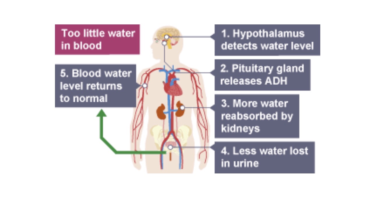 <ul><li><p>high levels of ADH increase water reabsorption</p></li><li><p><span style="background-color: rgba(0, 0, 0, 0); line-height: 16px;"><span>from kidney tubules</span></span></p></li><li><p><span style="line-height: 16px;"><span>so) ADH increases the concentration (of urine) </span></span></p></li><li><p><span style="line-height: 16px;"><span>(so) ADH decreases the </span><u><span>volume</span></u><span> (of urine) </span></span></p></li></ul><p></p>
