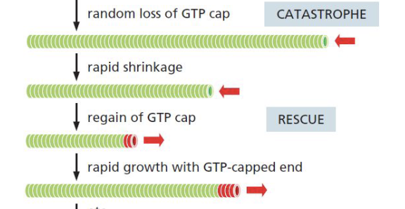 <ul><li><p>change from shrinkage to growth </p></li></ul><p></p>