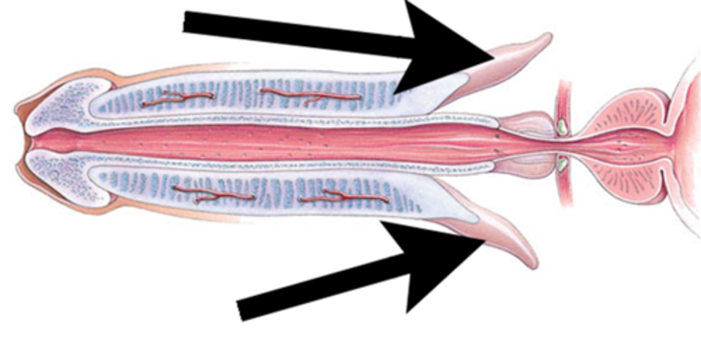 <p>attached ipsilateral ischial ramus and covered by ischiocavernosal muscles</p>