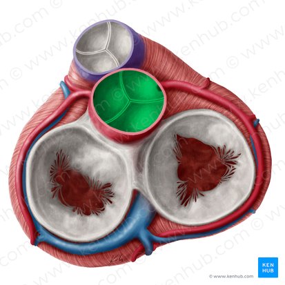 <ul><li><p>blood from the left ventricle passes through to the ascending aorta </p></li><li><p>has 3 cusps (semilunar valve)</p></li></ul><p></p>