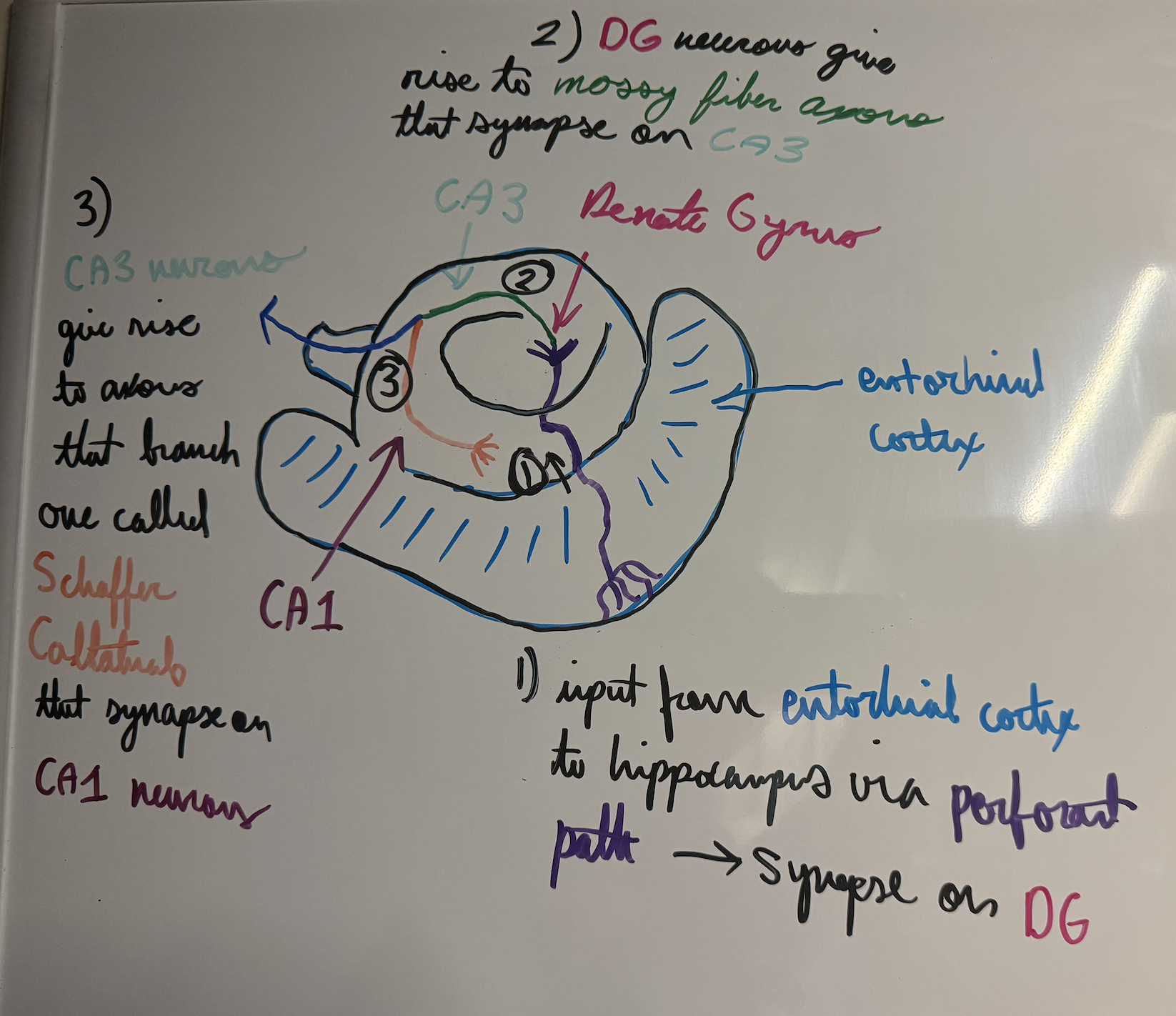 <ol><li><p><span>Input to hippocampus from entorhinal cortex via bundle of axons call perforant path → synapse on DG neurons</span></p></li><li><p class="p1"><span>DG neurons give rise to mossy fiber axons that synapse on CA3 neurons</span></p></li><li><p class="p2"><span>CA3 neurons give rise to axons that branch, one branch called the Schaffer collaterals and form synapses on CA1 neurons</span></p></li></ol><p></p>