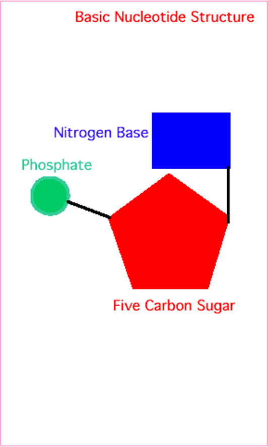 <p>Basic Nucleotide Structure</p>