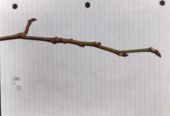 <p>false terminal bud tilted/leaning, lateral buds slightly flattened/appressed; 2-toned; slender twig, zig-zag; bundle scars making cat face; small lateral branches come off at 90 degrees</p>