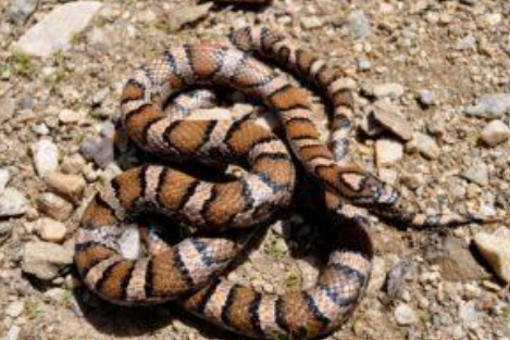 <p>Eastern milksnake</p>