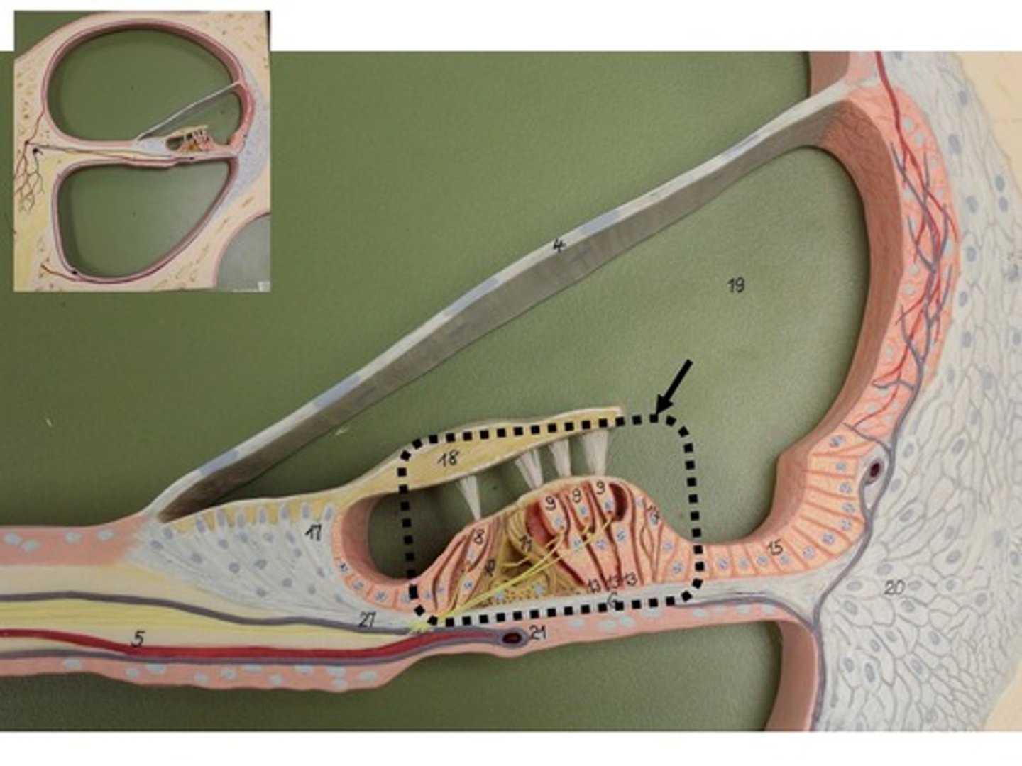 knowt flashcard image