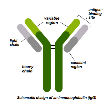 <p>The majority, the same in all antibodies, part that is interested into the cell </p>