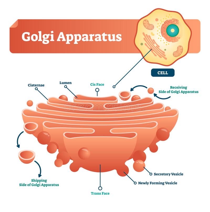 <p>Golgi body</p>