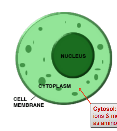 <p>cytoplasm</p>