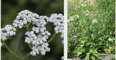 <p><span style="font-family: &quot;Gowun Batang&quot;, serif;"><strong>Tall, coarse stems with broad, serrated leaves and flat-topped clusters of small white flowers.</strong></span></p>