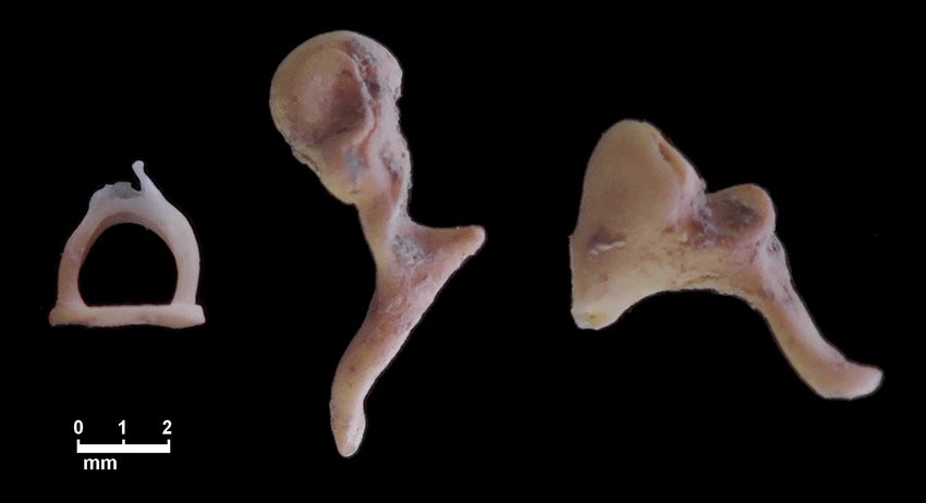 <p>List the bones going left to right</p>