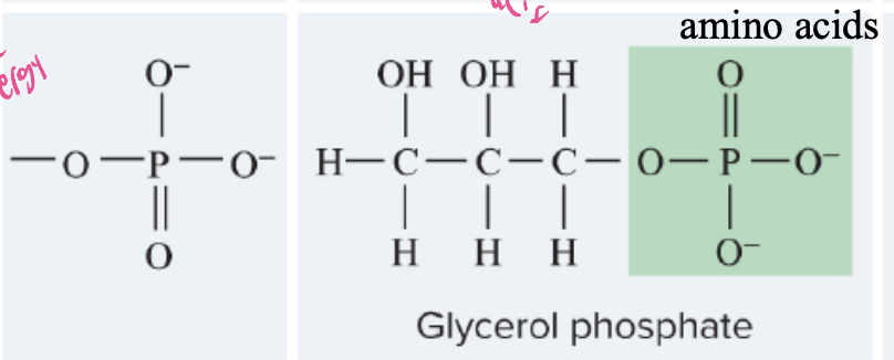 <p>group (O-O—-P-O<sup>-</sup>-O<sup>-</sup>), a functional group that plays a key role in energy transfer in cells, often found in nucleic acids, ATP, and can attach to other molecules to modify their function. </p>