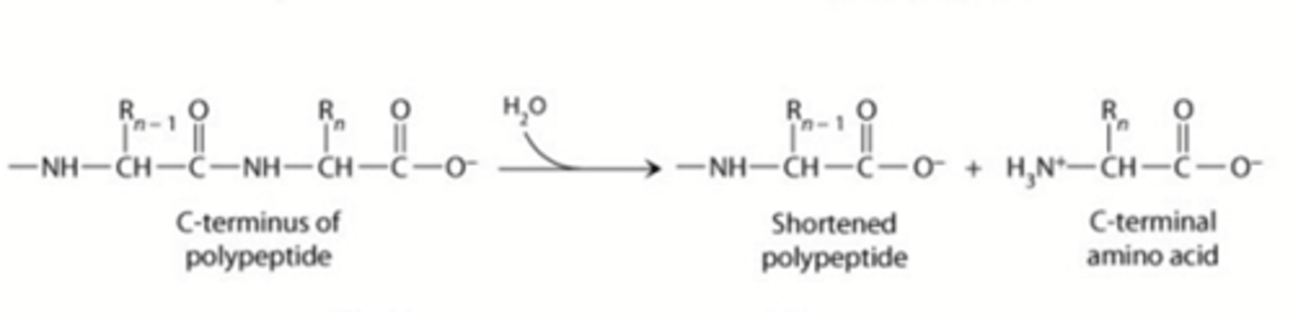 <p>verbreking van covalente binding door hydrolyse</p>