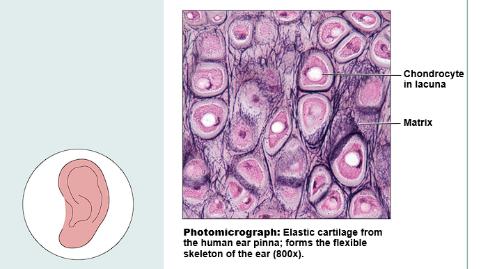 <ul><li><p>Function: Maintains shape and allows for flexibility </p></li><li><p>Location: Supports the external ear (pinna); epiglottis </p></li></ul>