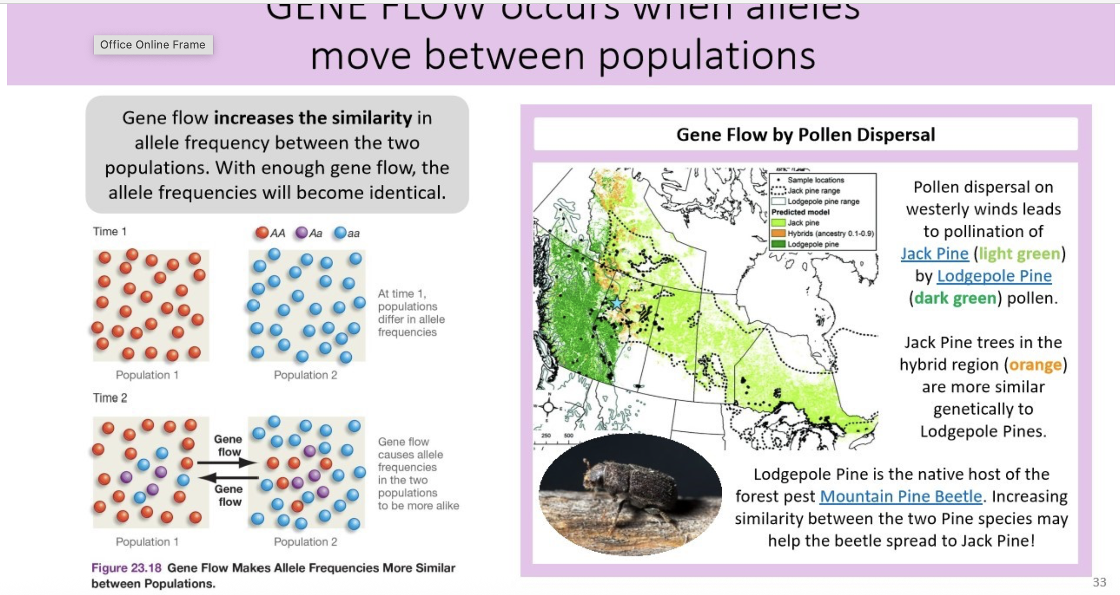 <p>(Gene flow)</p><p>gene flow increases the similarity in allele frequency between the two populations. With enough gene flow, the allele frequencies will become identical.</p>