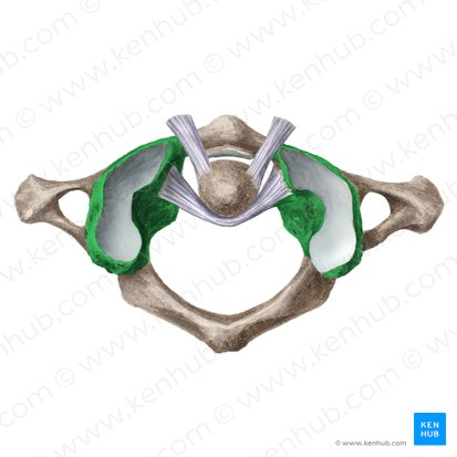 <p>flat/top portion of C1, where occipital bone sits </p>
