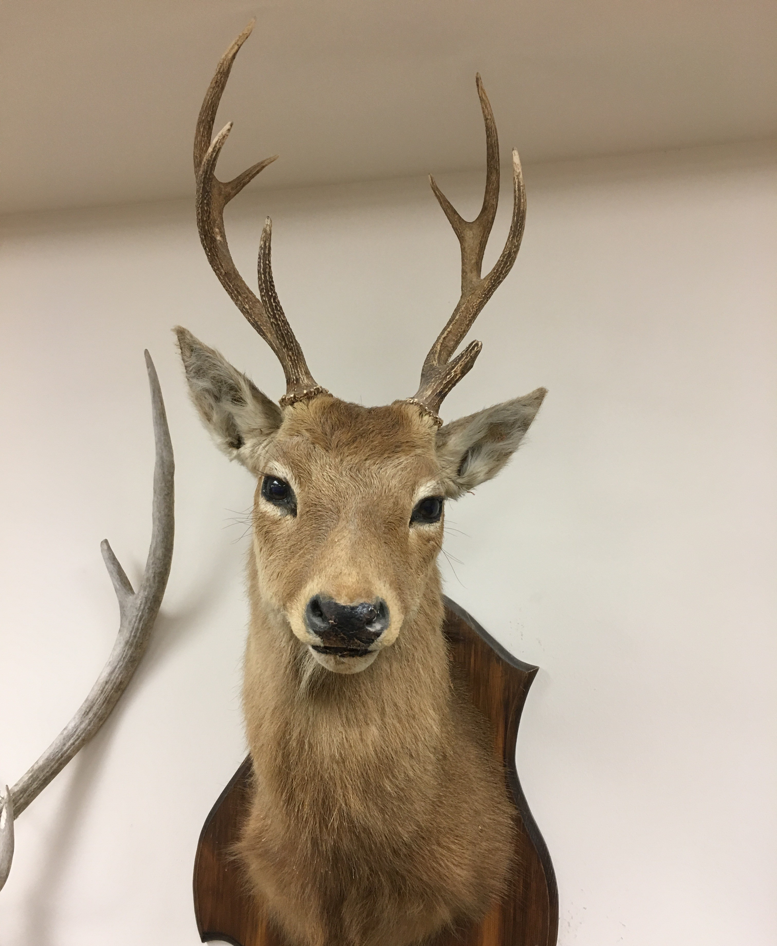 <p>Sika deer </p>