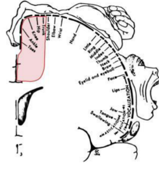 <p>supplies the parts of the pre central gyrus (primary motor cortex) and post central gyrus (primary sensory cortex) which are responsible for motor and sensory function of the legs </p>