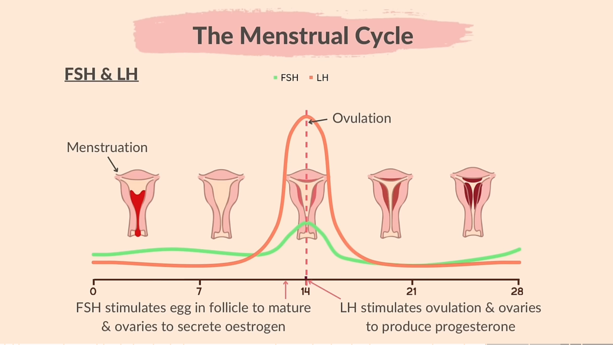 <ol><li><p>First few days, low levels of FSH and LH. 2. FSH gradually increases and stimulates growth of follicles in ovaries. LH levels also begin to rise in response to increasing estrogen levels from the growing follicles. 3. Day 14 surge of LH triggers ovulation causing the dominant follicle to release an egg. 4. LH decrease after ovulation while FSH levels remain stable.</p></li></ol><p></p>