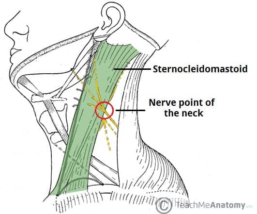 <p>network of nerves formed by anterior rami of first 4 cervical nerves C1-C4</p>