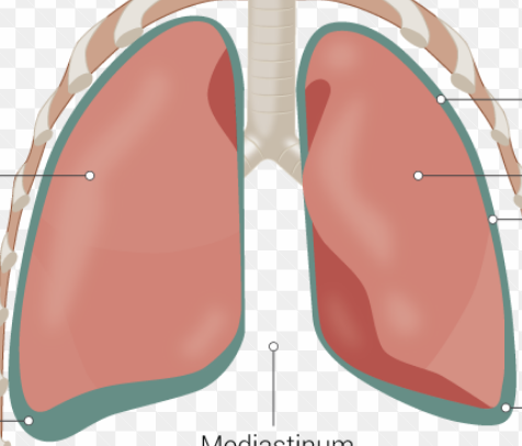 <p>Two lateral sub-cavities within the thoracic cavity, each housing a lung.</p>