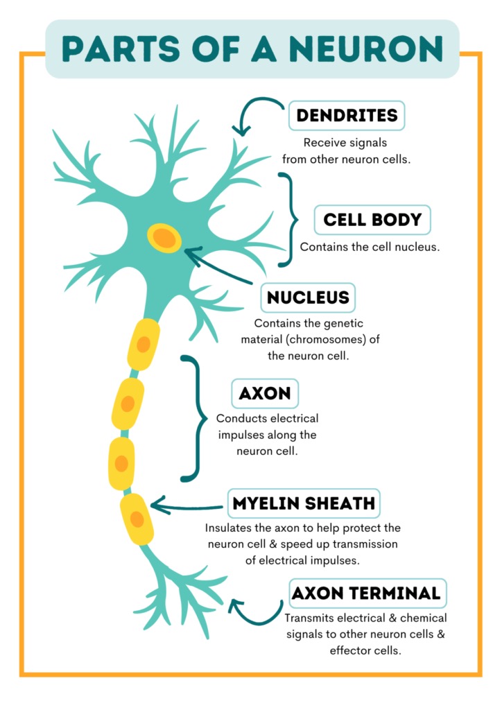 <p>structure of neurons </p>