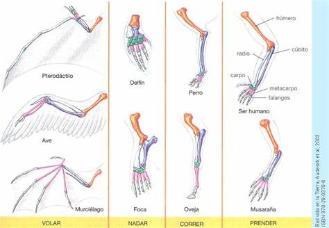 <p>Estructuras Análogas </p>