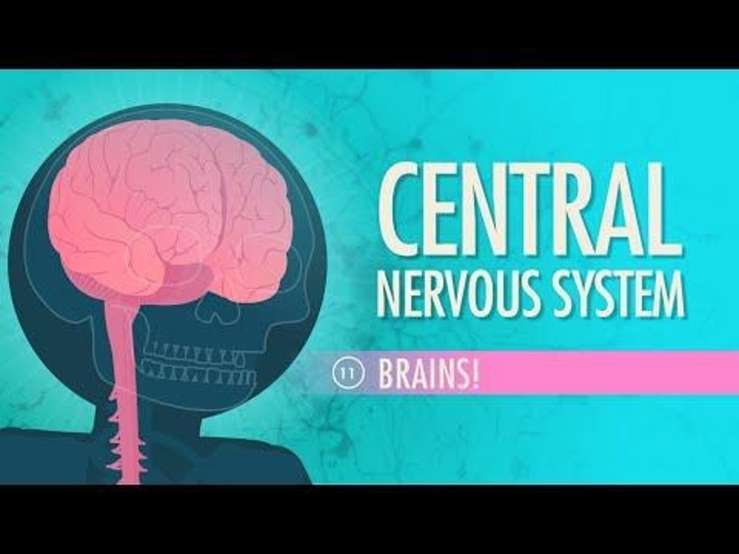<p>Major division of the nervous system; includes brain and spinal cord.</p>