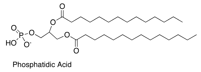 <ul><li><p>parent compound </p></li><li><p>important intermediate in the biosynthesis of the more common glycerophospholipid</p></li><li><p>-OH group connected to P</p></li></ul>