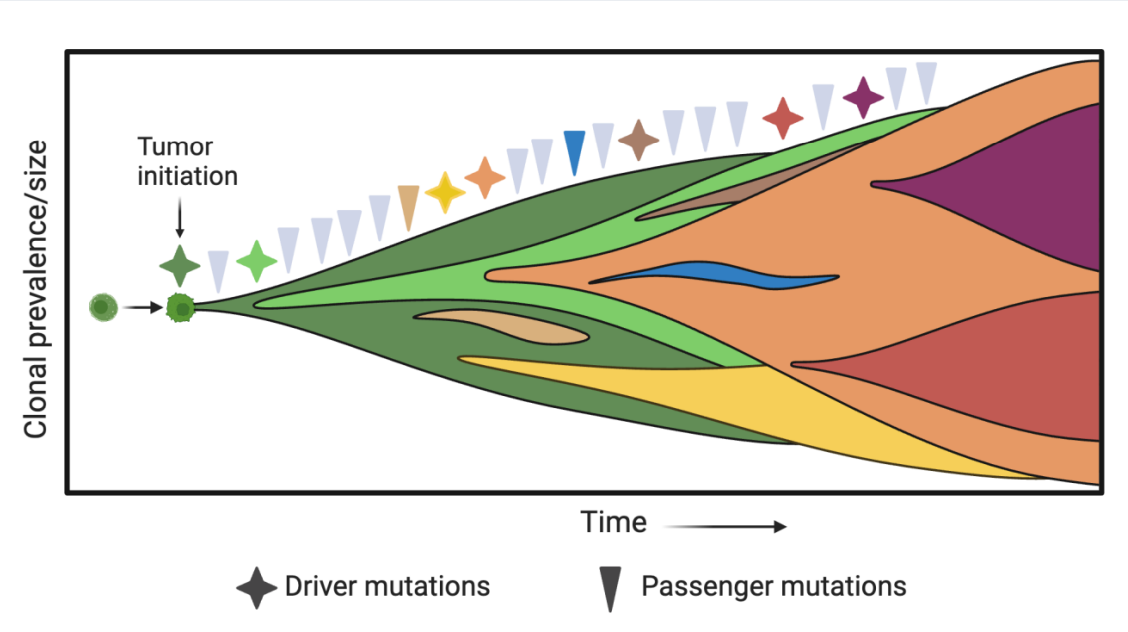 <p>• Recall that most DNA mutations will have no effect on the development of cancer </p><p>•<strong> Driver </strong>mutations confer a growth advantage (e.g. cause cancer)</p><p><strong>• Passenger</strong> mutations are acquired during cancer growth but do not affect cancer development </p><p>• (confers growth advantage) versus passenger mutations</p><p>• ~5-7 driver mutations required for most cancers (may be as high as 20) </p><p>•Examples of driver mutations: </p><p> • In DNA repair pathways (causes more mutations) </p><p> • Heightened cell cycle progression (causes more mutations)</p>