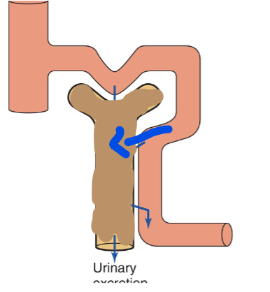 <p>Secretion is occuring </p>