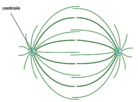 It produces spindle fibres