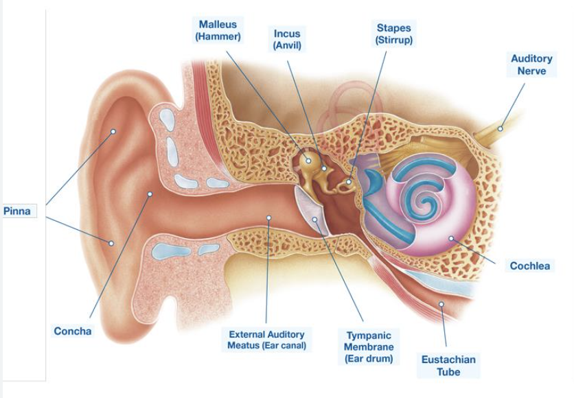 <p>structure of the ear</p>