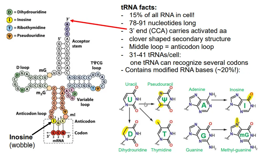 <ul><li><p>there are only 31-41 distinct tRNAs per cell, compared to 60 codons, so many must have anticodons that can recognise the wobble bases</p></li><li><p>they do this by having their own modified RNA bases</p></li></ul><p></p>