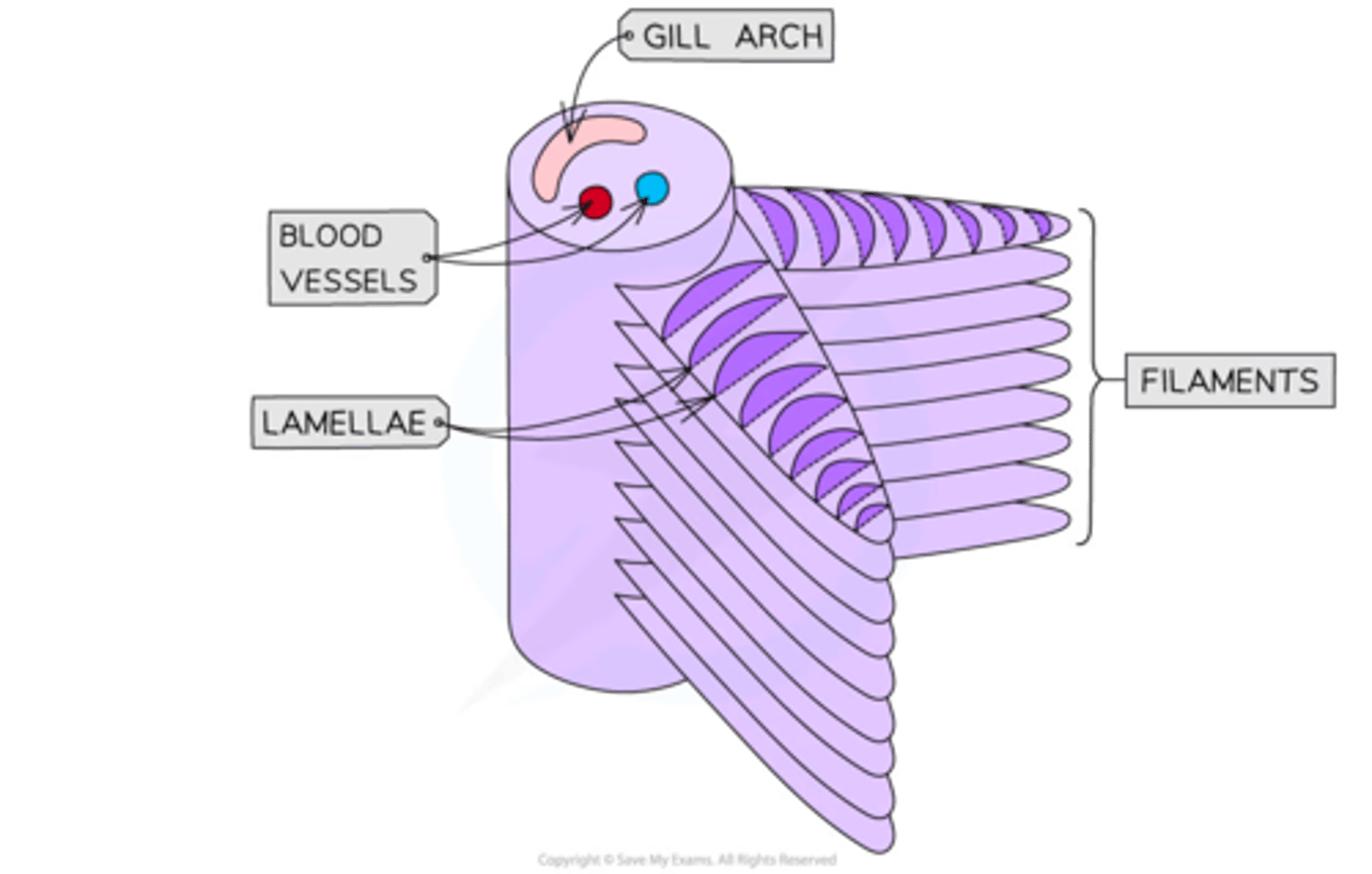 <p>-<strong>series of gills </strong>each side of head </p><p>-each gill <strong>arch </strong>is attached to 2 stacks of <strong>filaments </strong></p><p>-on the surface if each filament there are rows of <strong>lamellae </strong></p><p>-the lamellae surface consists of a single layer of flattened cells that cover a vast network of <strong>capillaries </strong></p>