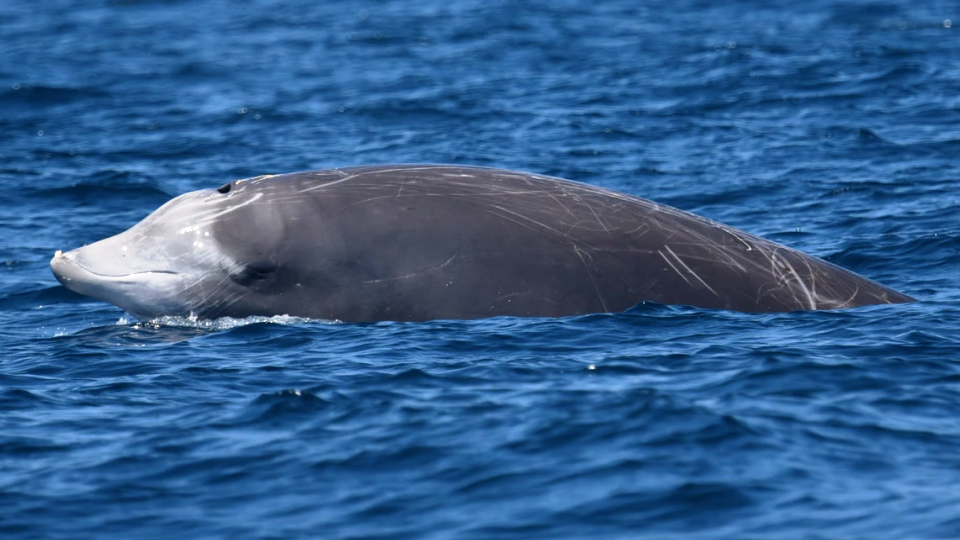 <p>S-shaped smile, small dorsal fin on the posterior third of the body, males have 2 teeth protrude out of the mouth. </p>