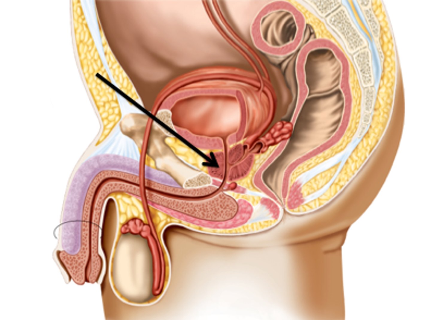 <p>Produces 30% of semen, surrounds urethra.</p>