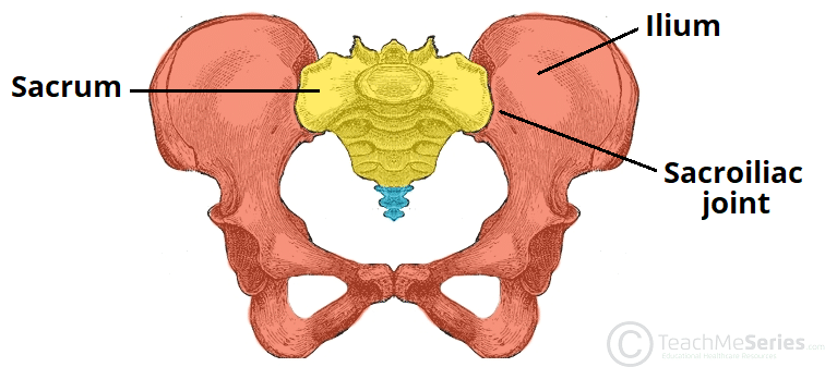 <p>hip bone composed of 3 parts illium, ischium, and pubis</p>
