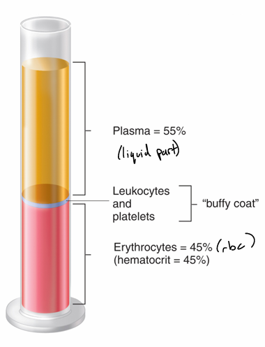 <ul><li><p>made up of cells, cell fragments, and plasma </p><ul><li><p>plasma is ~90% water and carrier electrolytes, nutrients, wastes, gases, hormones, and proteins</p></li></ul></li><li><p>erythrocytes(rbcs)- function in O2 and CO2 transport </p><ul><li><p>large surface area which favors diffusion </p></li><li><p>no nucleus, organelles, mitochondria, DNA/RNA </p></li><li><p>glycolytic enzymes and carbonic anhydrase (gas exchange)</p></li><li><p>hemoglobin- binds O2 and CO2</p></li><li><p>short life span (120 days)</p></li><li><p>erythropoiesis- rbcs are made in red bone marrow</p><ul><li><p>erythropoietin- hormone from kidneys, triggers differentiation of stem cells to erythrocytes </p></li></ul></li></ul></li></ul><p></p>