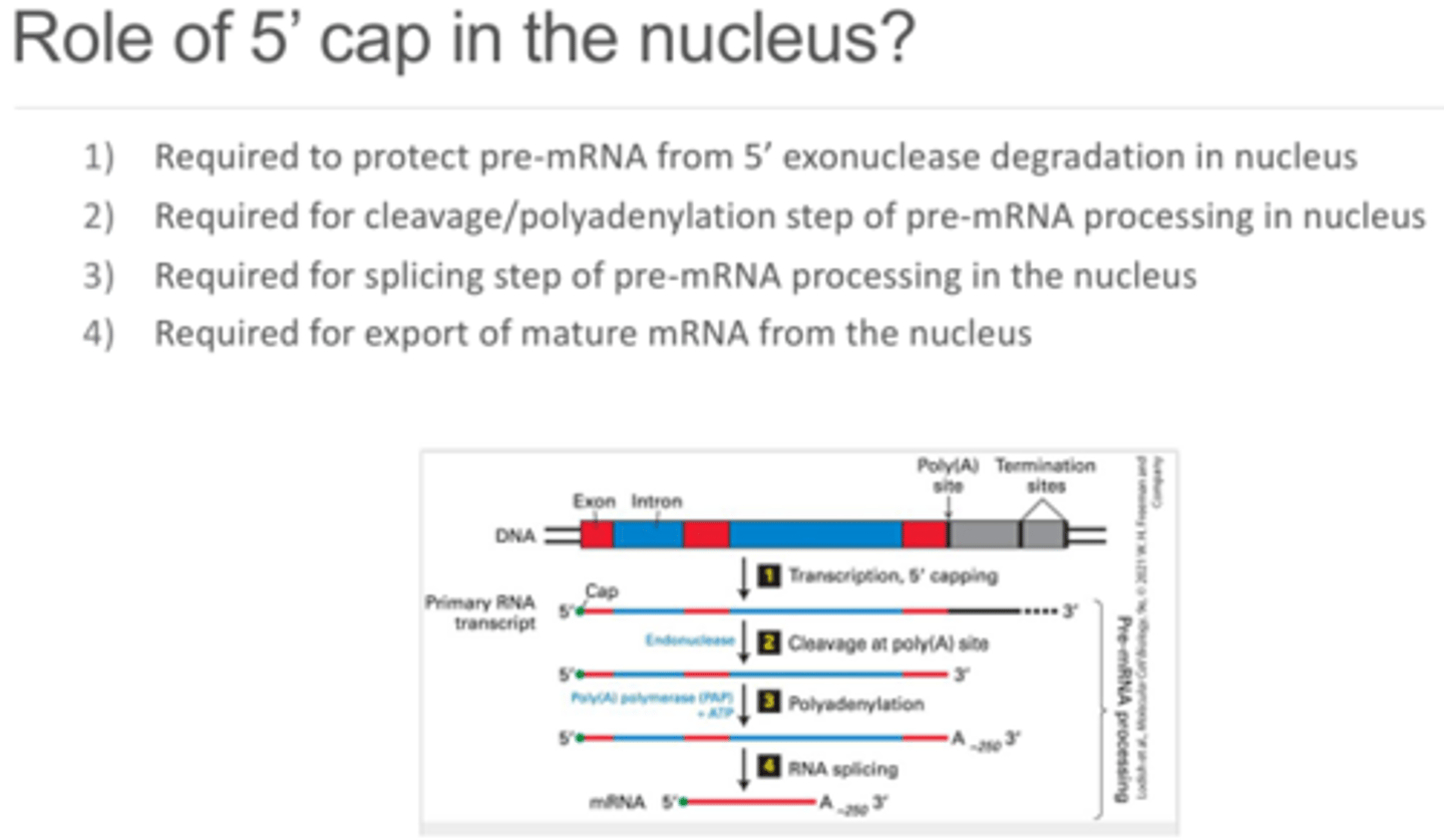<p>In addition to protecting the 5' end from being degraded by exonucleases, it also stabilizes the 5' end of the mRNA. The 5' cap is required for cleavage and polyadenylation of the pre-mRNA processing, the splicing of pre/mRNA, and export of the mature mRNA from the nucleus and into the cytoplasm.</p>
