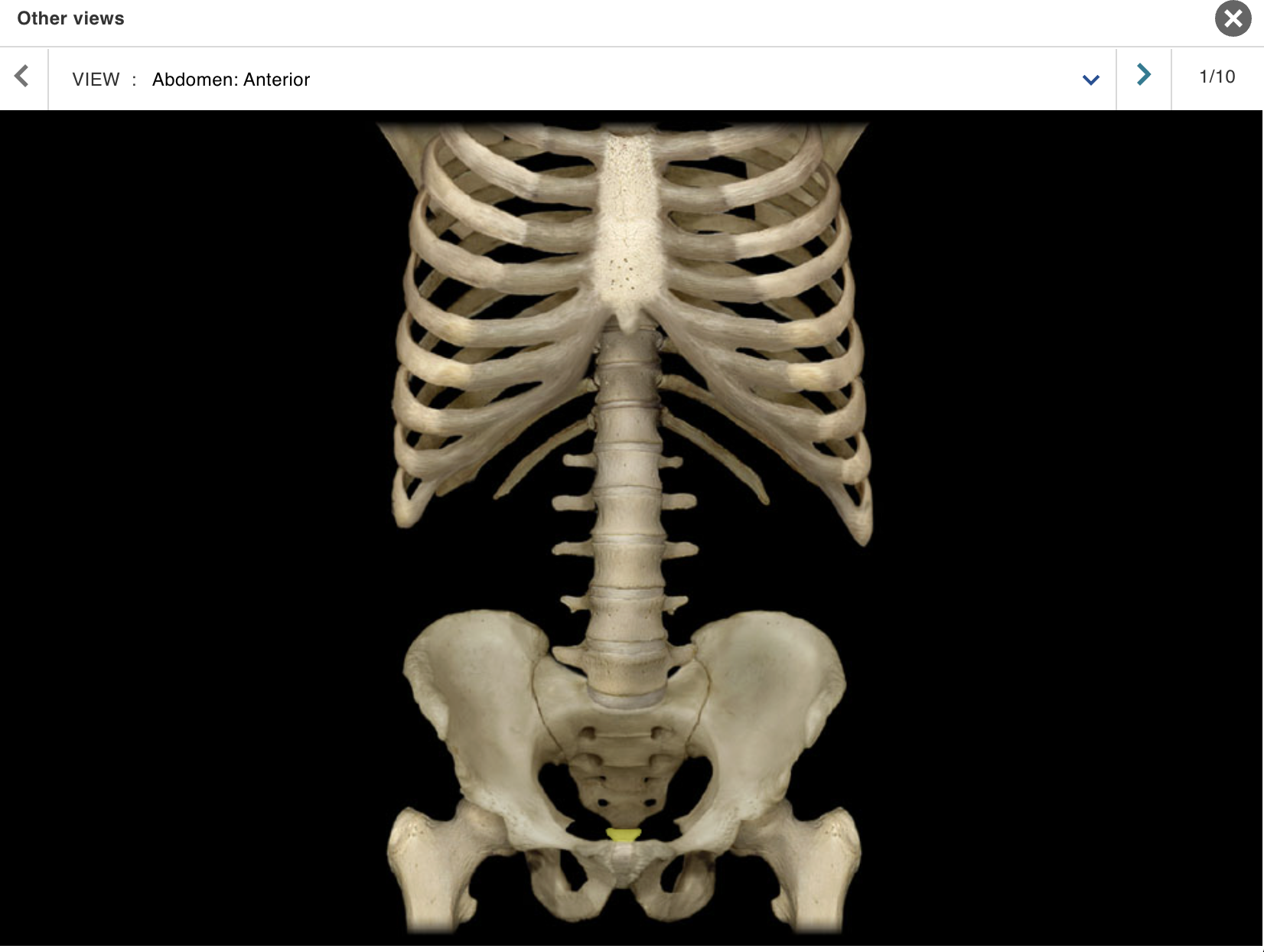 <p>Location:</p><ul><li><p>﻿﻿Posterior pelvic wall</p></li><li><p>﻿﻿Lower back, inferior to S5 vertebra</p></li></ul><p class="p1">Description:</p><ul><li><p>﻿﻿Small, triangular bone</p></li><li><p>﻿﻿Consists of three to five, variably fused, poorly developed vertebrae</p></li></ul><p class="p1">Also known as:</p><p class="p1">• "Tailbone"</p><p class="p1">Comment:</p><p class="p1">• Rudiment of the tail in other vertebrates</p>